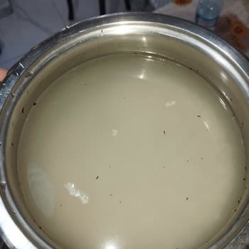 A101 İthal Pilavlık Pirincinde Sayısız Böcek