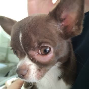 Farmina Nd Küçük Irk Köpek Maması