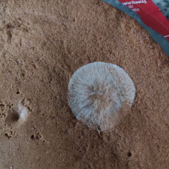 UNO Anadolu Küflü Pastaban