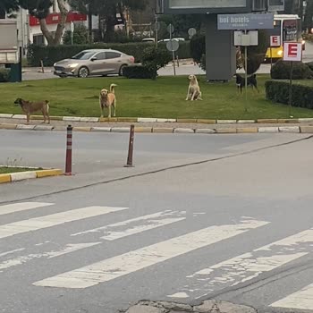 Ümraniye Belediyesi Başıboş Köpek Topluluğu