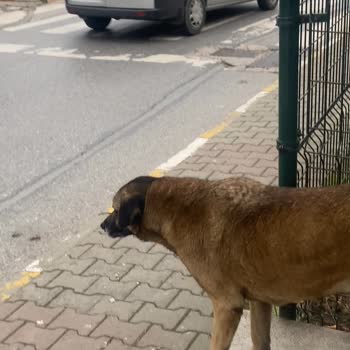 Ümraniye Belediyesi Başıboş Köpek Topluluğu