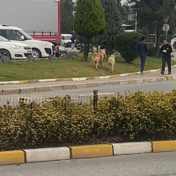 Ümraniye Belediyesi Başıboş Köpek Topluluğu