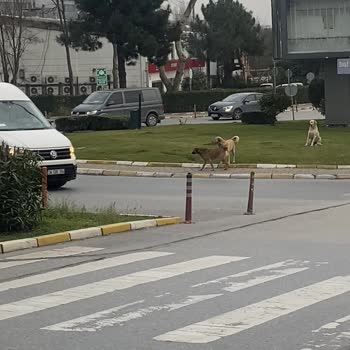 Ümraniye Belediyesi Başıboş Köpek Topluluğu