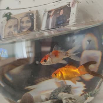CanlıPetShop Canlı Petshop Balıkları Kötü