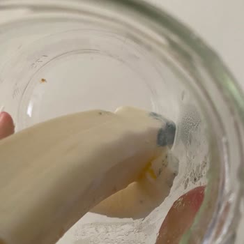 BİM'den Aldığım Taraklı Markalı Dil Peyniri SKT Geçmeden Küflendi