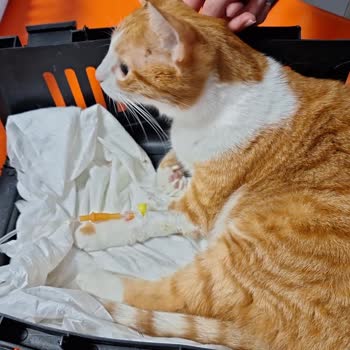 İstanbul Üniversitesi Yanlış Tedavi Ve Ölüm