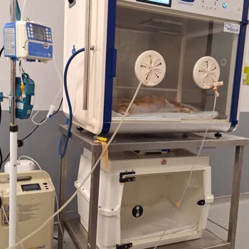 İstanbul Üniversitesi Yanlış Tedavi Ve Ölüm