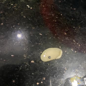 Anadolu Mutfağı Market Fasulyesinde Şaşırtan Misafir: Tüfek Saçması!