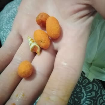 Amigo Fıstığın İçinden Deniz Kabuğu Çıktı