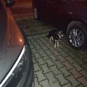Bartın Belediyesi Hasta Hayvanlara Gereken Özeni Göstermiyorlar