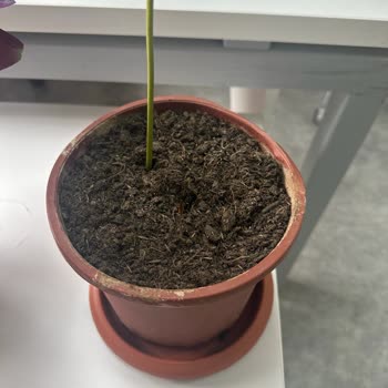 Taze Çiçek (tazecicek.com) Hasta Çiçek Teslimatı Ve Müşteri Mağduriyeti