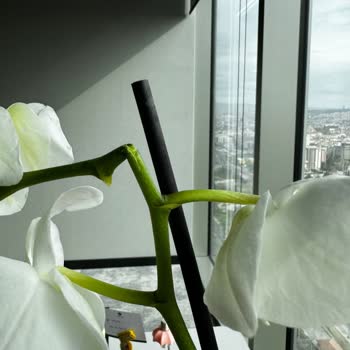 Taze Çiçek Kargo Gönderimli Hasarlı Teslimat