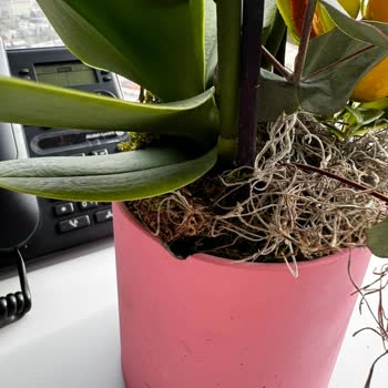 Taze Çiçek Kargo Gönderimli Hasarlı Teslimat