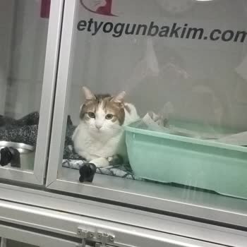 Ada Veteriner Polikliniği Dünyalar Güzeli Yavrumu Benden Aldılar