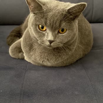 Apple Kamera Bulanıklaşma Sorunu