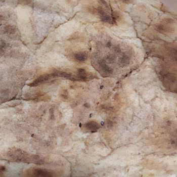 Livane Fırın Pastane (Antalya) Tırnak Pide Çok Kötü