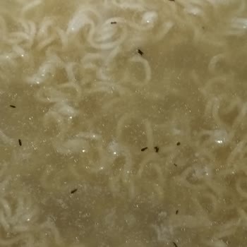 indomie İçinden Çıkan Böcekler Karsısında Sok Durumdayım