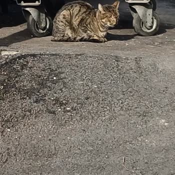 Atasehir Belediyesi Veteriner Hizmetleri