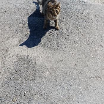 Atasehir Belediyesi Veteriner Hizmetleri