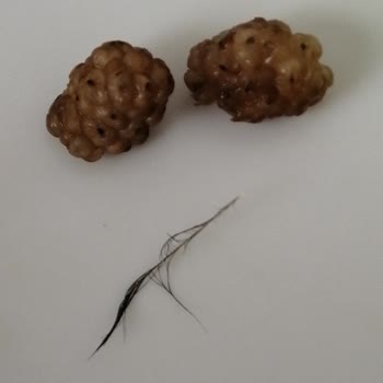 Makbul Kuruyemiş Hizmet Ve Kalite