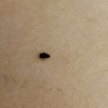 Yayla Bakliyat Yayla Marka Keten Tohumunda Böcek