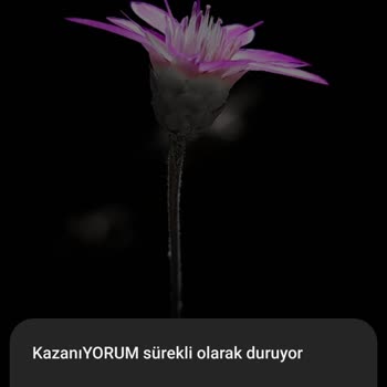 LCW " This Survey Has Been Deactivated By The Owner." Ve Donma Hatası