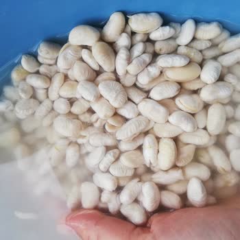 Tarım Kredi Kooperatif Marketin Kuru Fasulyesinin Dağılması