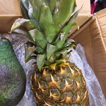 Tropikal Antalya Şikayetçiyim