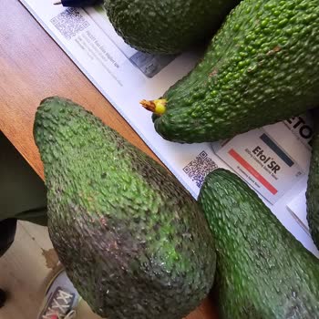 Tropikal Antalya Şikayetçiyim