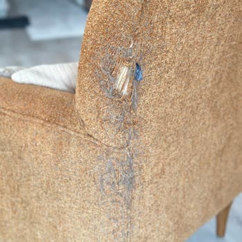 Doğtaş Mobilya Evcil Hayvan Dostu Diye Sattığı Ürünler Yıprandı