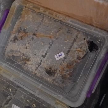 Sürat Kargo Bilecik Şube Muhatap Yok