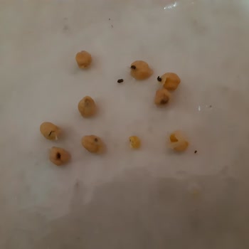 BİM Marka Ürünün Böcekli Çıkması