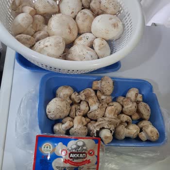 BİM Eski Mantar Üstüne Yeni Mantar