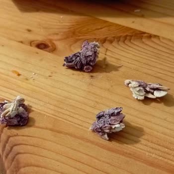 A101 Burch Marka Yulaf Ezmesinin İçinden Çıkan Mor Renkli Cisimler