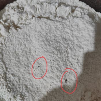 Carrefour Markalı Ürünlerde Haşere Şoku Ve Müşteri Hizmetleri Sessizliği
