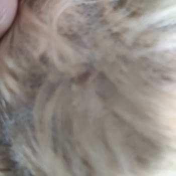 Palette Deluxe Ultra Açıcı