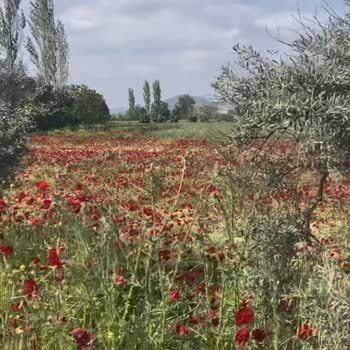 Özel Ortadoğu Hastanesi (Mersin) Ortadoğu Hastanesi Mersin