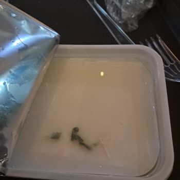 Pınar Et ve Süt Süzme Peynirde Küf Sorunu