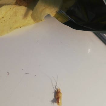 A101 Samba Cips Böcekli