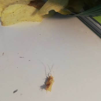 A101 Samba Cips Böcekli