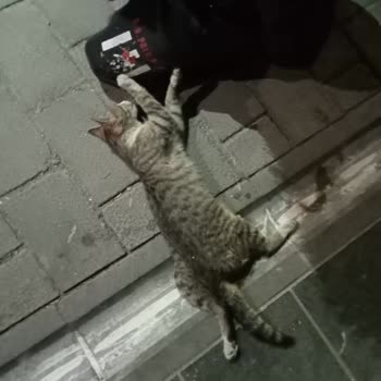 Alo 153 Hayvan Ambulansı 153 Hayvan Ambulansı