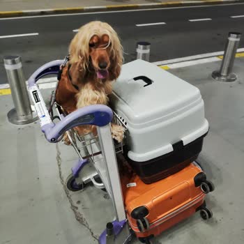AJet (Anadolu Jet) Köpek Yurt Dışı Seyahat