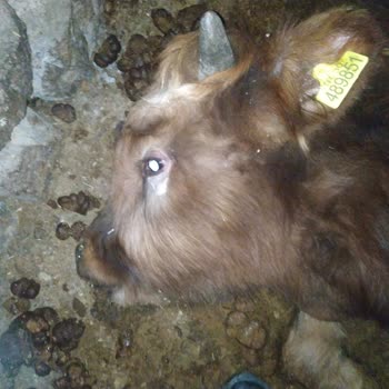 TARSİM Çözüm İstiyorum Çözüm