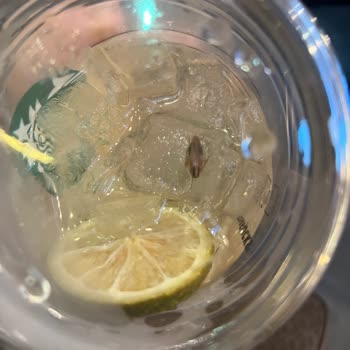 Starbucks Flyinn Hamam Böceği