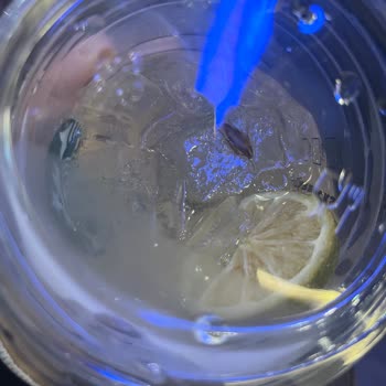 Starbucks Flyinn Hamam Böceği