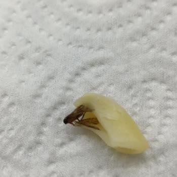 Pastavilla Marka Dirsek Makarnadan Böcek Çıktı.