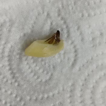 Pastavilla Marka Dirsek Makarnadan Böcek Çıktı.