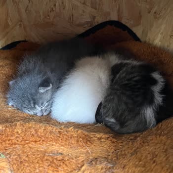 Kentpark AVM Kediler İçin Hazırlanmış Evleri Kaldırdı