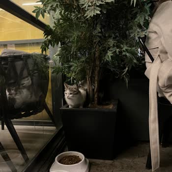 Kentpark AVM Kediler İçin Hazırlanmış Evleri Kaldırdı