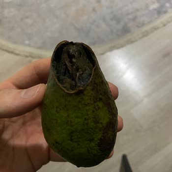Migros'tan Gelen Bozuk Avokado